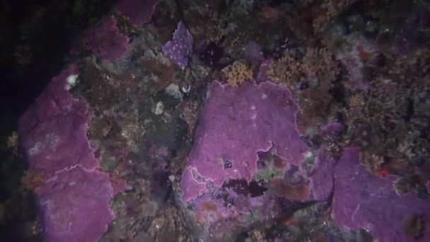 Яскраві морського дна під водою в океан Аляска. — стокове відео