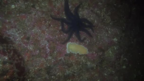 Bright yellow sea slug and starfish underwater in ocean of Alaska. — Stock Video