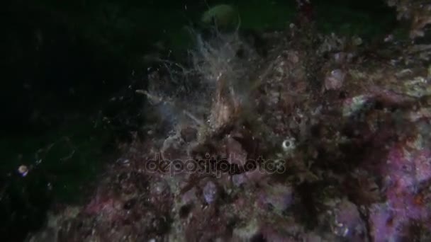 Krabba maskerade på klart genomskinligt havsbotten under vattnet i havet av Alaska. — Stockvideo