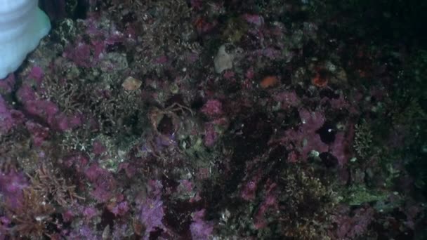 Cangrejo enmascarado en un fondo marino transparente en el océano de Alaska . — Vídeo de stock
