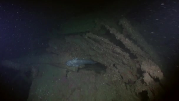 Fisk som gömmer sig under vattnet i havet av Alaska. — Stockvideo