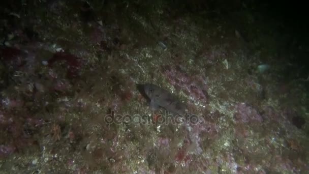Ryby na pozadí mořského dna při hledání potravy pod vodou v oceánu Aljaška. — Stock video