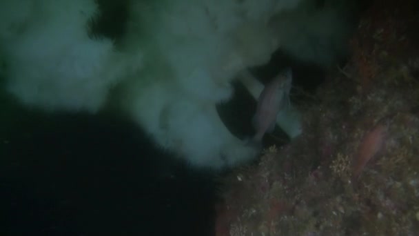 Fiska på bakgrund av vit anemone på undervattens havsbotten i havet av Alaska. — Stockvideo