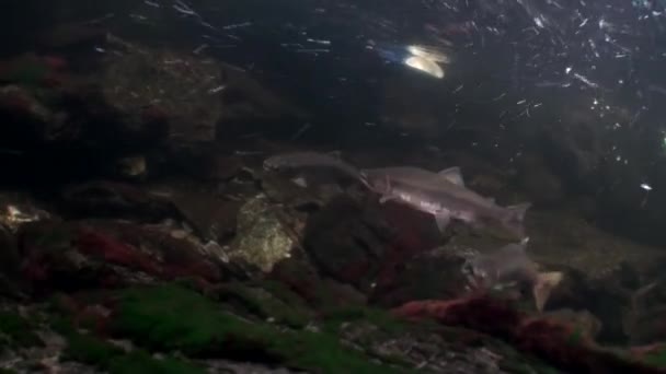 サーモンの群れアラスカの海で水中に産卵のため魚が泳ぐ. — ストック動画