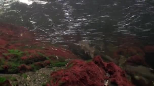 연어의 무리 알래스카의 바다 수 중 산란 물고기 수영. — 비디오