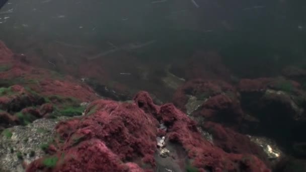 Flock av lax fisk simma att leka under vattnet i havet av Alaska. — Stockvideo