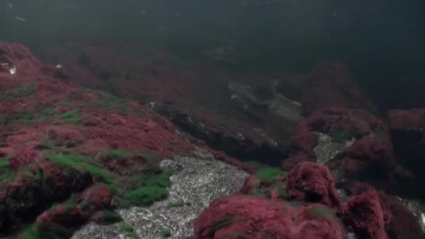 Rebanho de peixes de salmão nadam para desovar debaixo d 'água no oceano do Alasca . — Vídeo de Stock