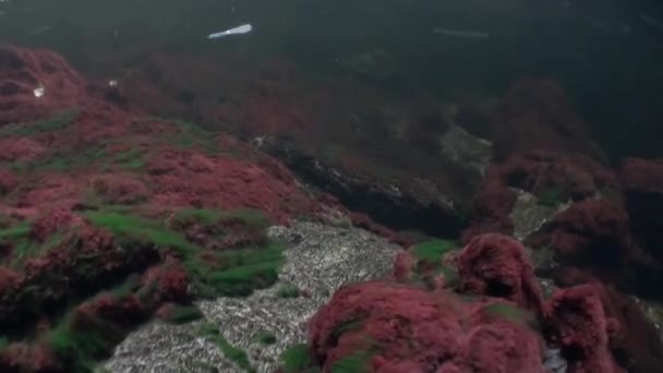 Troupeau de saumons nagent pour frayer sous l'eau dans l'océan de l'Alaska . — Video