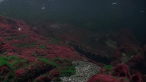 Manada de peces salmón nadan para desovar bajo el agua en el océano de Alaska . — Vídeo de stock