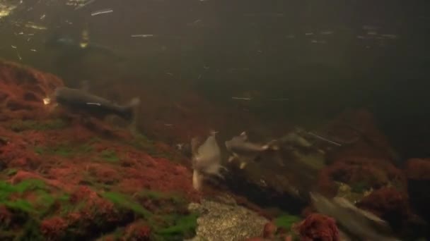 Стая лососевых рыб плавает под водой в океане Аляски . — стоковое видео