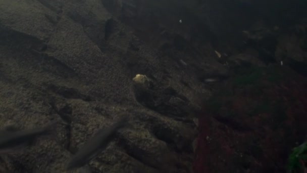 Schwarm Lachsfische schwimmt zum Laichen unter Wasser im Ozean der Alaska. — Stockvideo