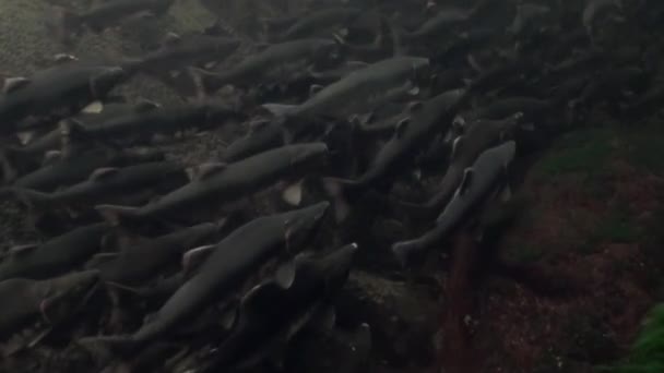 Flock of salmon fish swim to spawn underwater in ocean of Alaska. — Stock Video