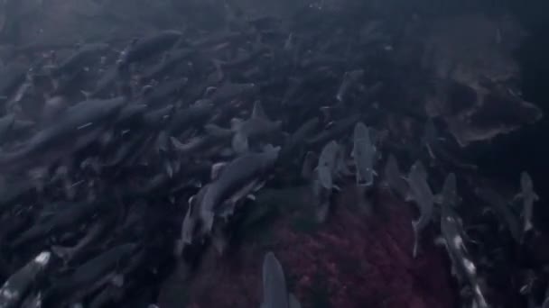 Stormo di pesci salmone nuotare per deporre le uova sott'acqua nell'oceano dell'Alaska . — Video Stock