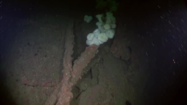 Poubelles sur le fond marin sous-marin dans l'océan de l'Alaska . — Video