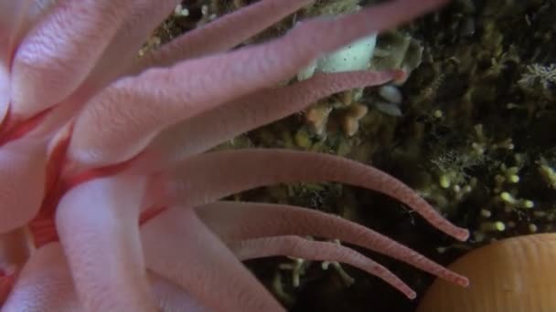 Försiktigt rosa actinia anemone under vattnet i havet av Alaska. — Stockvideo