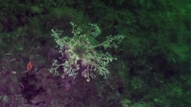 Mare di gorgone su sfondo di paesaggio subacqueo in oceano dell'Alaska . — Video Stock