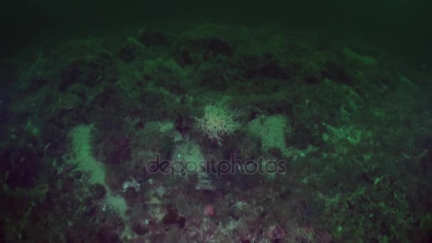 Gorgonmeer vor dem Hintergrund der Landschaft unter Wasser im Ozean der Alaska. — Stockvideo