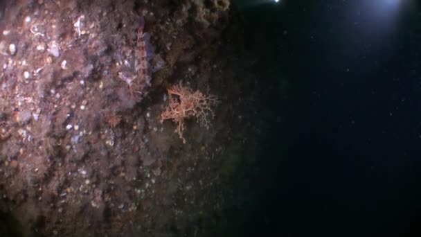 Gorgone mer sur fond fonds marins sous-marins dans l'océan de l'Alaska . — Video