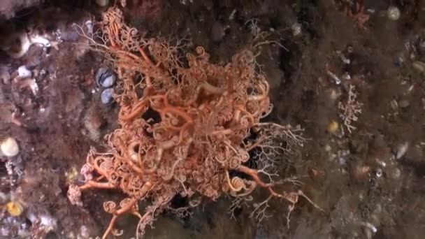 Gorgon zee op de achtergrond zeebodem onderwater in de oceaan van Alaska. — Stockvideo