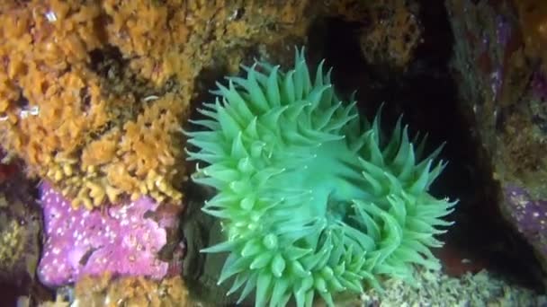 Anêmona verde no fundo fundo fundo fundo submarino no oceano do Alasca . — Vídeo de Stock