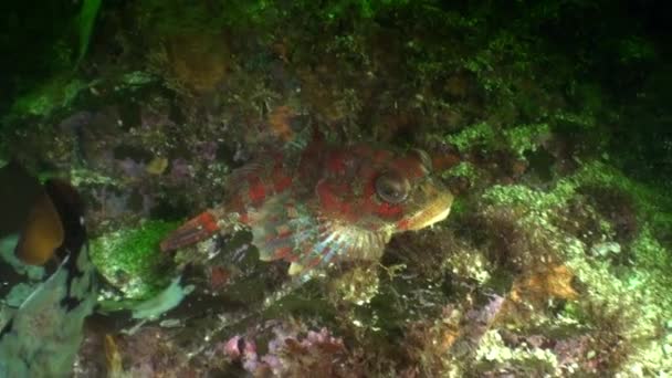 Intéressant poisson unique masqué sous l'eau dans l'océan de l'Alaska .