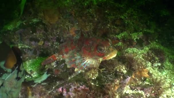 Interessante einzigartige Fische maskiert unter Wasser im Ozean von alaska. — Stockvideo