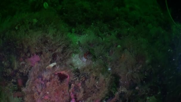 Interesante pez único y estrellas de mar bajo el agua en el océano de Alaska . — Vídeo de stock