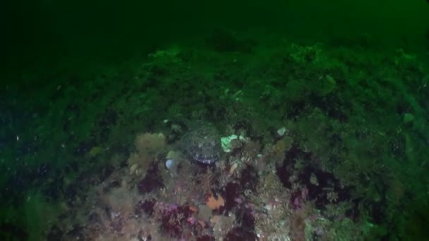 Zajímavé unikátní ryby a hvězdice pod vodou v oceánu Aljaška. — Stock video