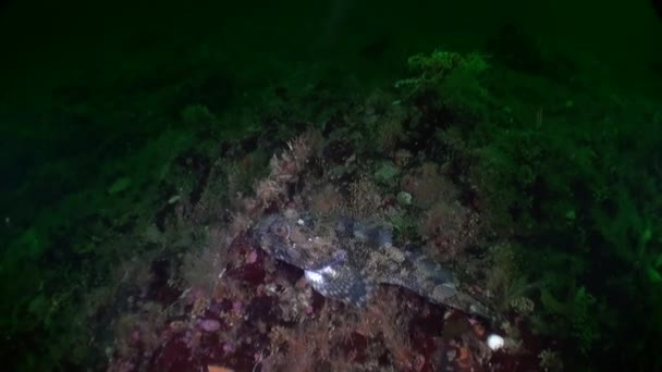 Zajímavé unikátní ryby a hvězdice pod vodou v oceánu Aljaška. — Stock video