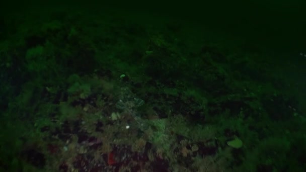 Interesante pez único y estrellas de mar bajo el agua en el océano de Alaska . — Vídeo de stock