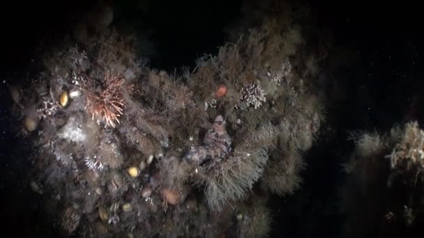 Interessante einzigartige Fische maskiert unter Wasser im Ozean von alaska. — Stockvideo