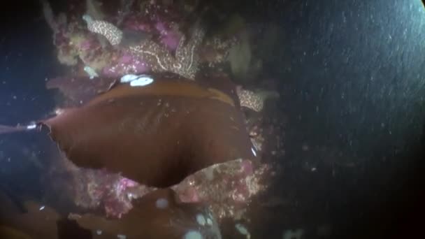 Tengeri moszat, a háttérben a tengeri táj víz alatti óceán Alaszkában. — Stock videók