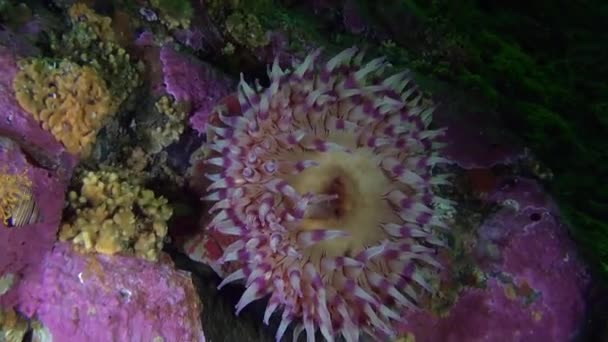 Lilac actinia anemone on background corals underwater in ocean of Alaska. — Stock Video