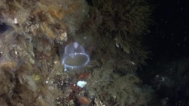 Medusa on the background of the sea landscape underwater in ocean of Alaska. — Stock Video