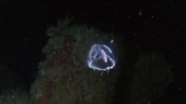 Medusa på bakgrunden av marinmålning under vattnet i havet av Alaska. — Stockvideo