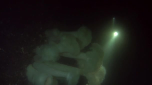 Film operátor na pozadí mořské dno pod vodou v oceánu Aljaška. — Stock video