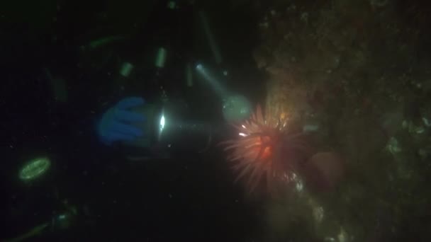 Operador de cine sobre fondo fondo marino bajo el agua en el océano de Alaska . — Vídeo de stock