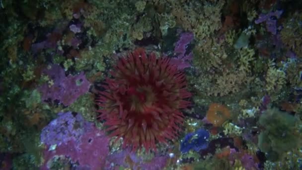 Röd actinia anemone på bakgrunden havsbotten under vattnet i havet av Alaska. — Stockvideo