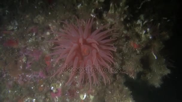 Anêmona actinia vermelha no fundo fundo fundo fundo do mar subaquático no oceano do Alasca . — Vídeo de Stock