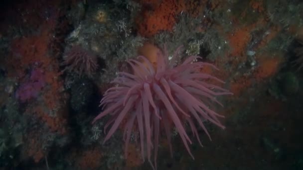 Actinia Червоний anemone на тлі морського дна під водою в океан Аляски. — стокове відео