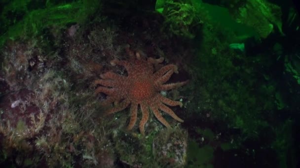 Red starfish on background of sea landscape underwater in ocean of Alaska. — Stock Video