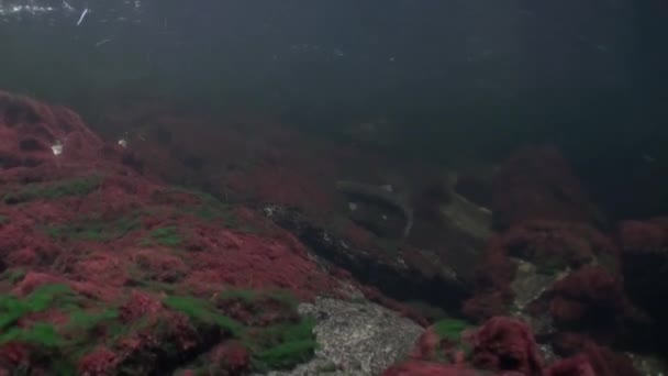 École de poissons de saumon nager pour frayer sous l'eau dans l'océan de l'Alaska . — Video