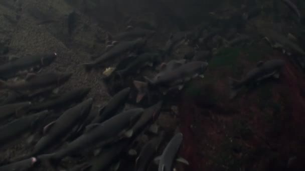 Hejno ryb losos plavat se třou pod vodou v oceánu Aljaška. — Stock video