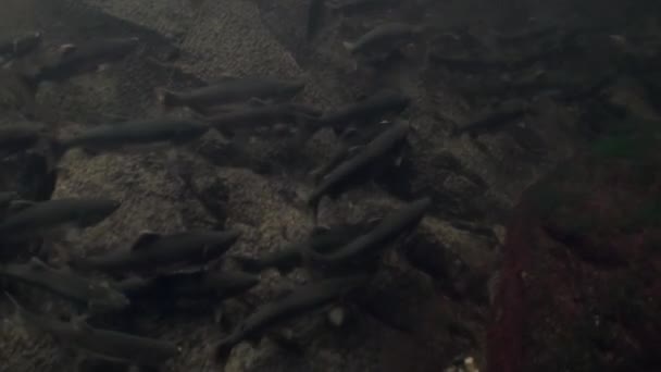Lachsfischschwärme schwimmen zum Laichen unter Wasser im Ozean der Alaska. — Stockvideo