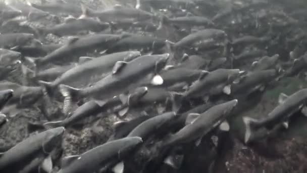 Skola av lax fisk simma för att leka under vattnet i havet av Alaska. — Stockvideo