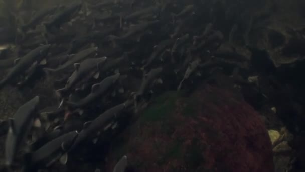 Escuela de peces salmón nadan para desovar bajo el agua en el océano de Alaska . — Vídeo de stock