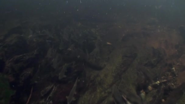 École de poissons de saumon nager pour frayer sous l'eau dans l'océan de l'Alaska . — Video