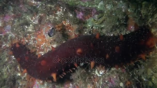 Sea cucumber trepang on background seabed underwater in ocean of Alaska. — Stock Video
