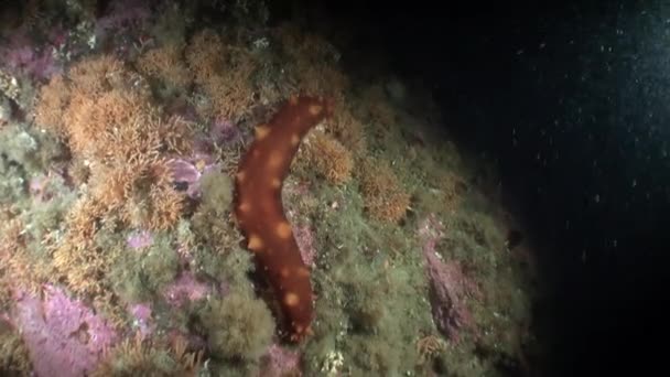 Trepang morski ogórek na tle dna morskiego pod wodą w ocean Alaska. — Wideo stockowe