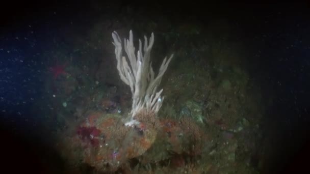 Sea landscape underwater in ocean of Alaska. — Stock Video